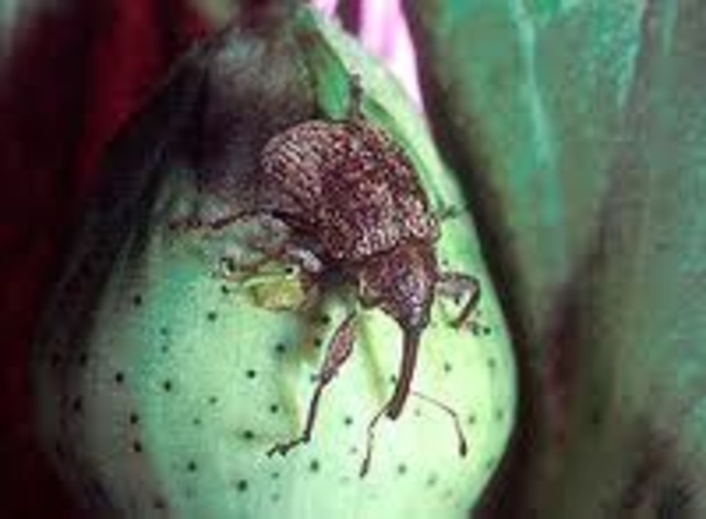 Boll Weevil Attack