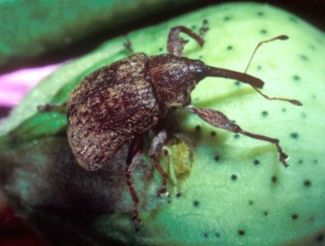 The Boll Weevil