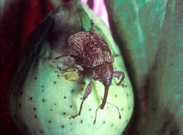 The Boll Weevil Infestation of 1922