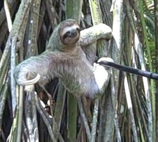 Baby Sloth!