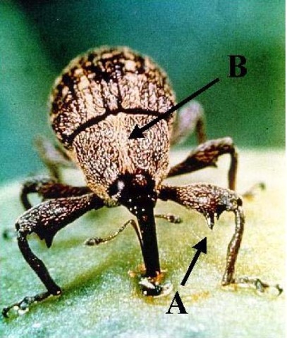 The boll weevil ruins more than 85 percent of the South’s cotton crop