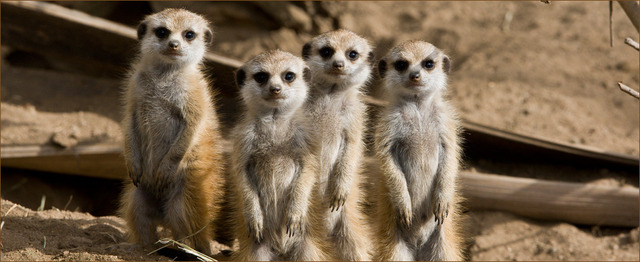 Safari Park field trip