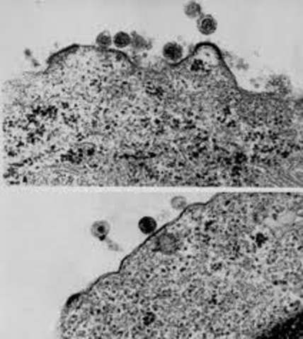 After 8408 cases and 6305 deaths later.