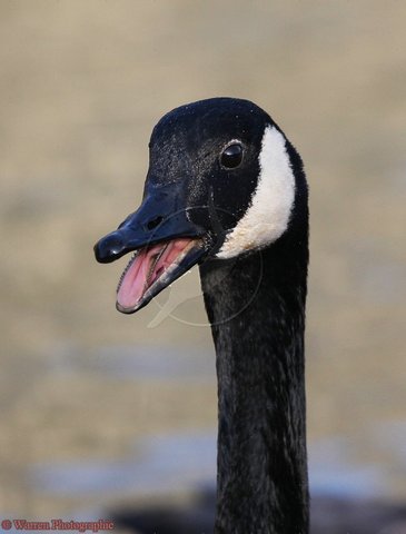 Crazy Goose with Leo!