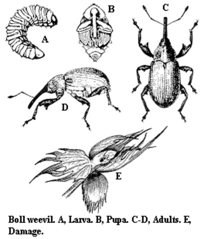 The boll weevil ruins more than 85 percent of the South’s cotton crop.