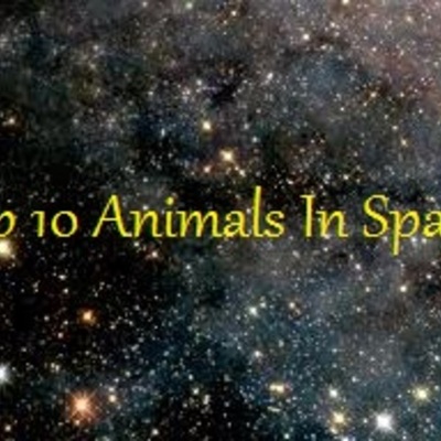 Timeline: Animals that have successfully gone to space (from their categories).