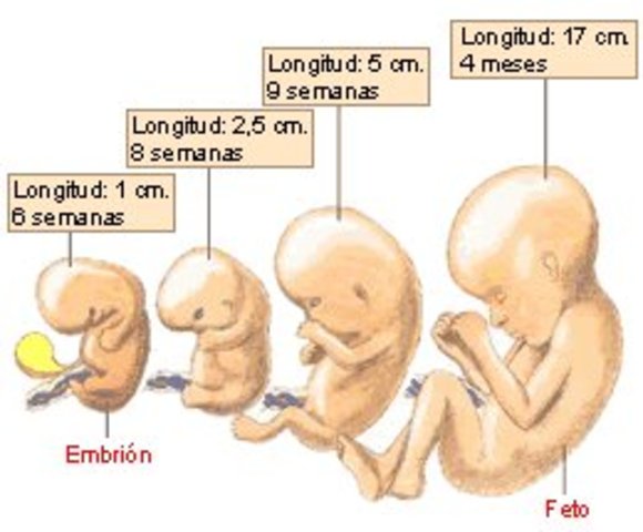 DESARROLLO FETAL: SEMANA 4
