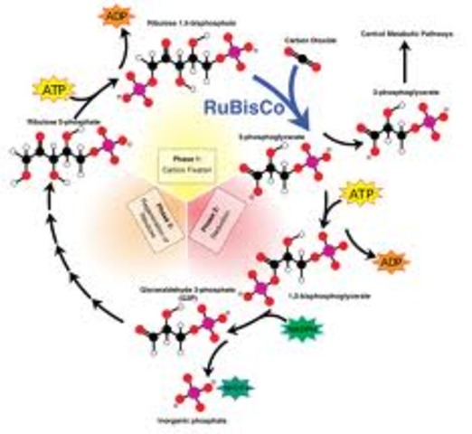 THE CALVIN CYCLE (or Light-Independent Reaction)