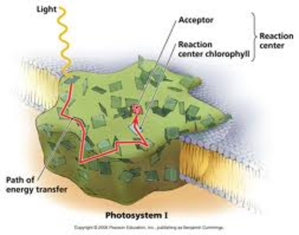 WHER DOES THE NADP+ GO?