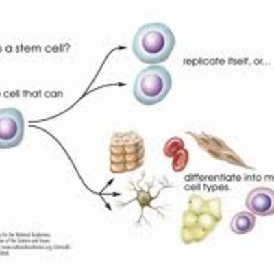 Timeline: Hisotry of the stem cell