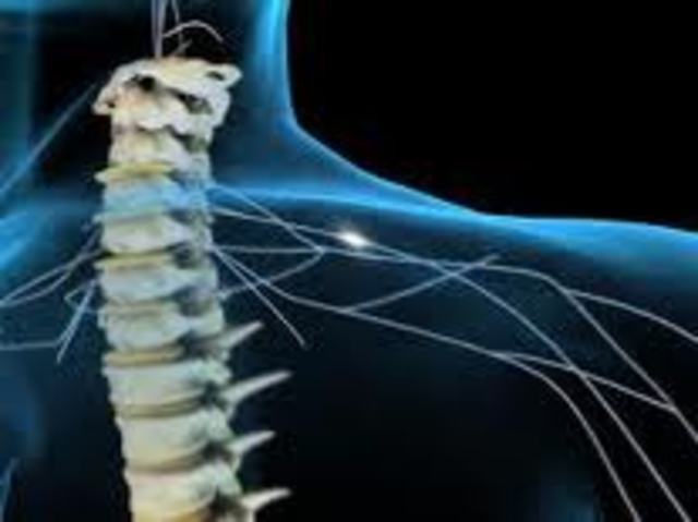 spinal cord repair