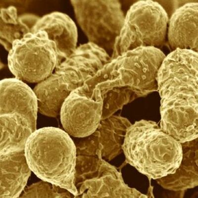 Timeline: История развития цитологии