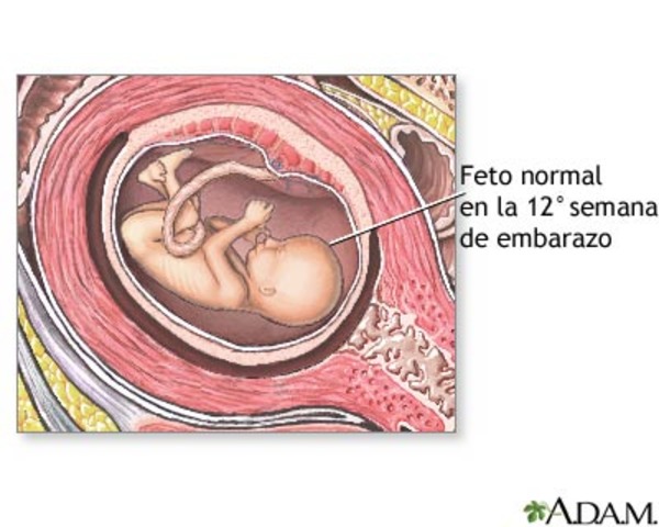 DESARROLLO FETAL: SEMANA 12