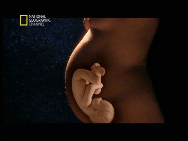 DESARROLLO FETAL: SEMANA 39 Y 40