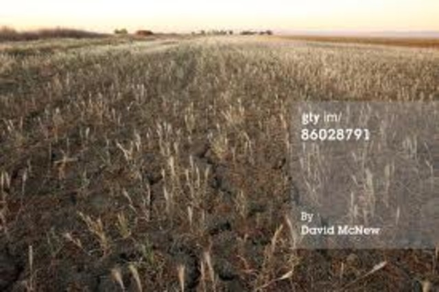 The boll weevil ruins crops