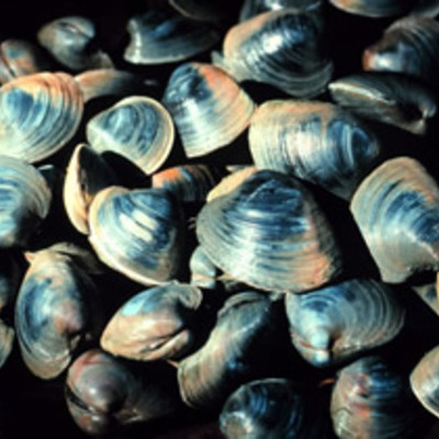 Timeline: The Spread of QPX in Northern Hard-Shelled Clams in the U.S.
