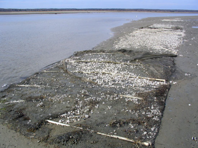 Virginia begins research