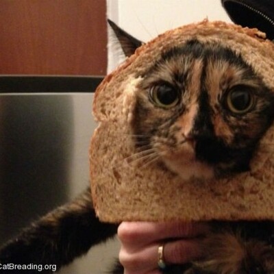 Timeline: GLOBALIZATION