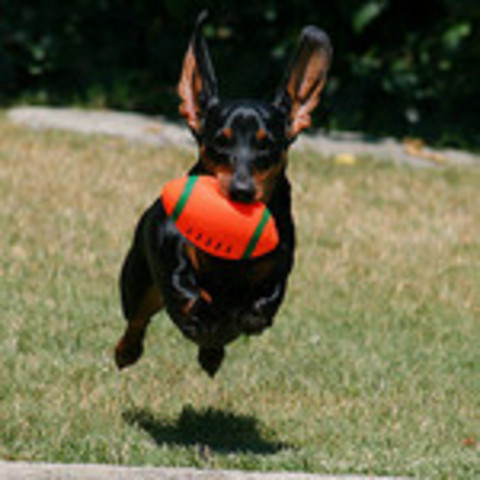 NYGFL holds bachelor auction to raise money for AFC.