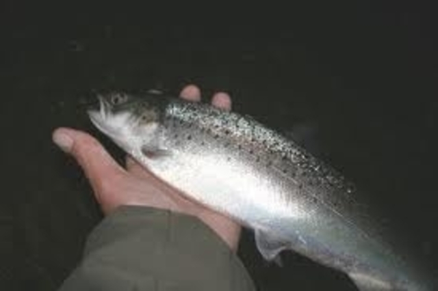 my first fish i caught