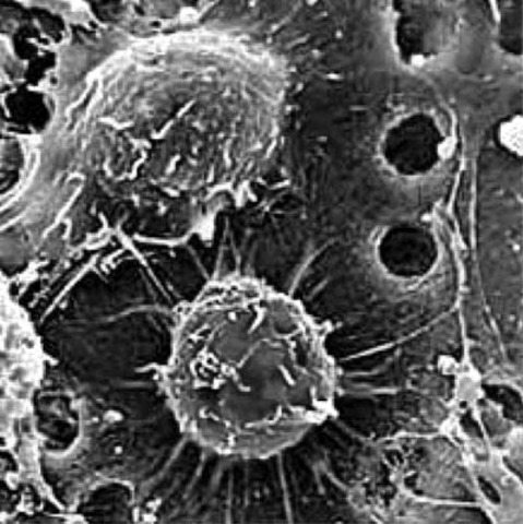 Было сделано открытие стволовых клеток