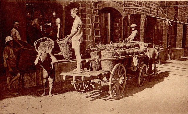 דויד בן גוריון עלה לארץ ועסק בחקלאות