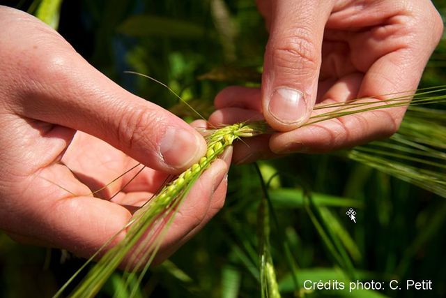 ECOBORDURE : un indicateur agro-écologique simple pour évaluer les relations entre pratiques agricoles et biodiversité à diverses échelles / SESSION 2