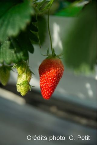 ECOBORDURE : un indicateur agro-écologique simple pour évaluer les relations entre pratiques agricoles et biodiversité à diverses échelles / SESSION 1