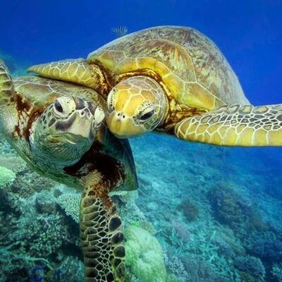 Timeline: Sea Turtle Life Cycle