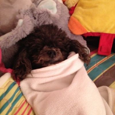 Timeline: peppypuppy h/ss time lines