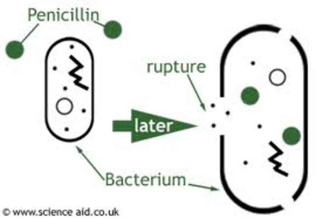 Penicillin Resistant Bacteria Begins