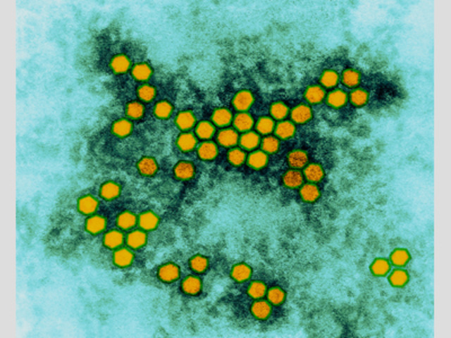 Bodian Finds Three Types of Poliovirus