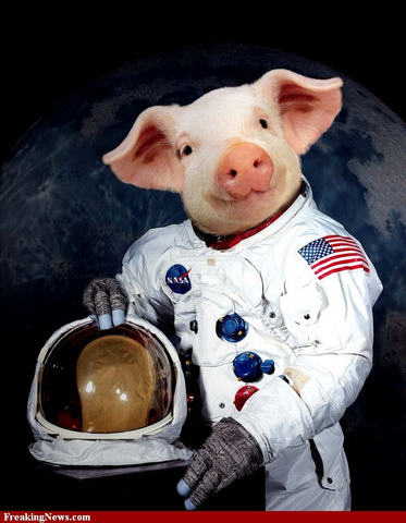 First Animals in Space