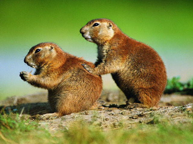 Third Pandemic in China