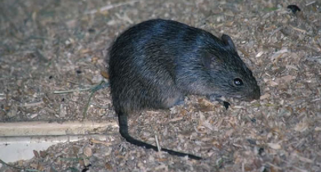 Vladek and Anja leave Srodula