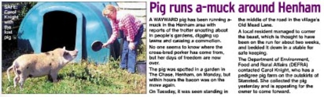 Pig runs a-muck