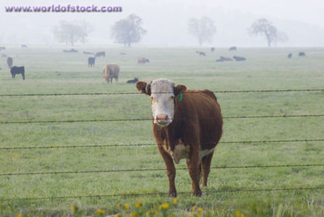 Barbed Wire AND Natives