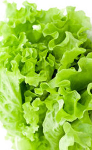 Lechuga