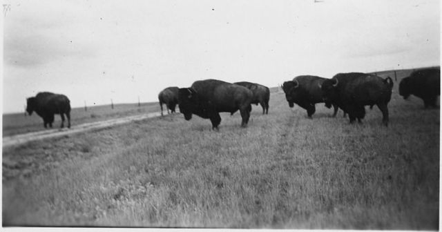 End of Buffalo Herds