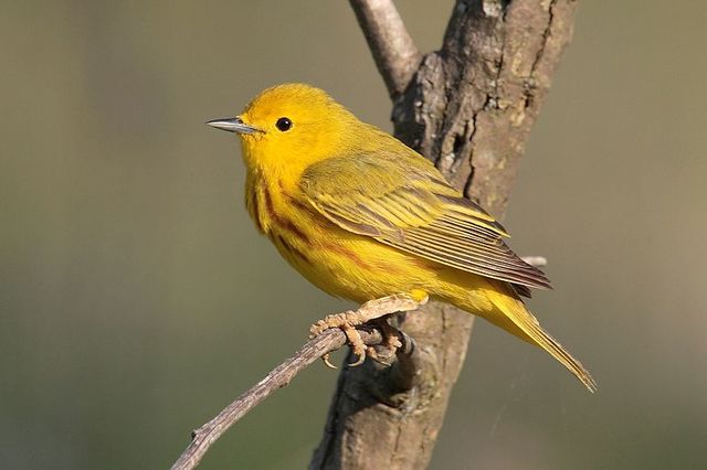 Yellow Bird