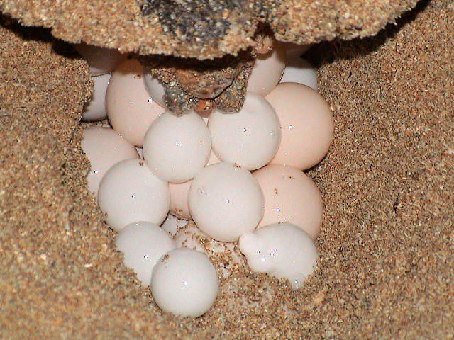 Laying of the Eggs