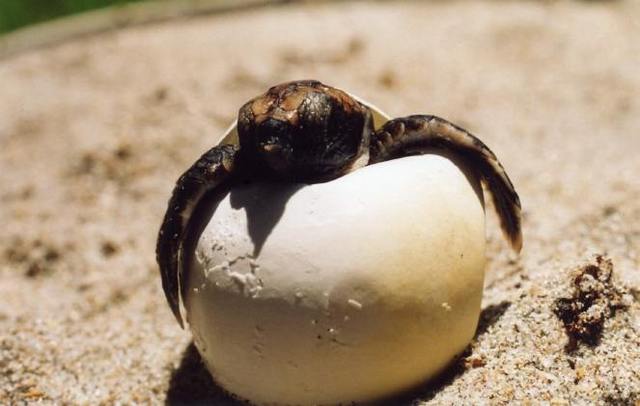 Hatching of the Eggs