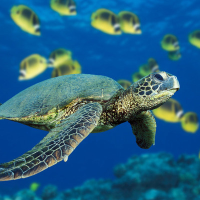 Timeline: Sea Turtle Reproduction