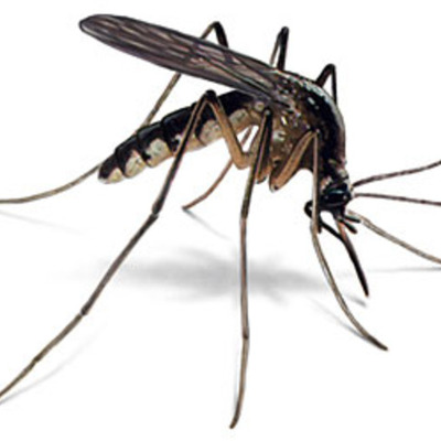Timeline: West Nile Virus