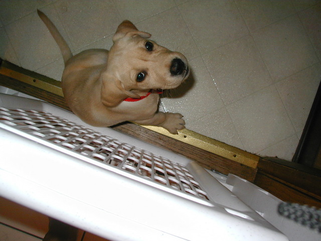 Recibi mi perra, Sandy