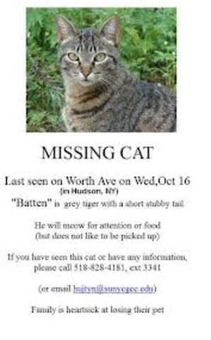 Lost My Cat