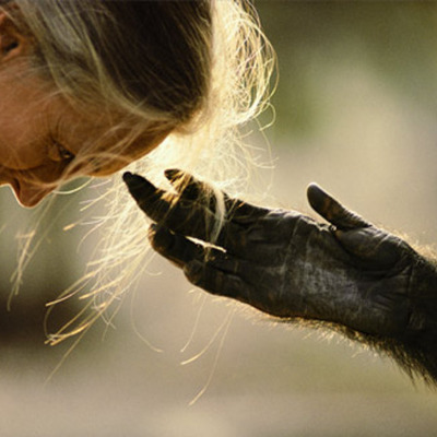 Timeline: Jane Goodall