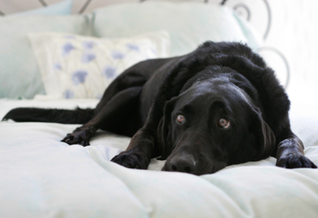 J'ai reçu mon chien Charlie.