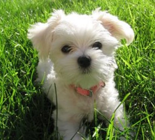 J'ai reçu mon chien "Pal"