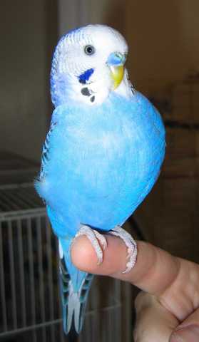 J'ai reçu mon oiseau